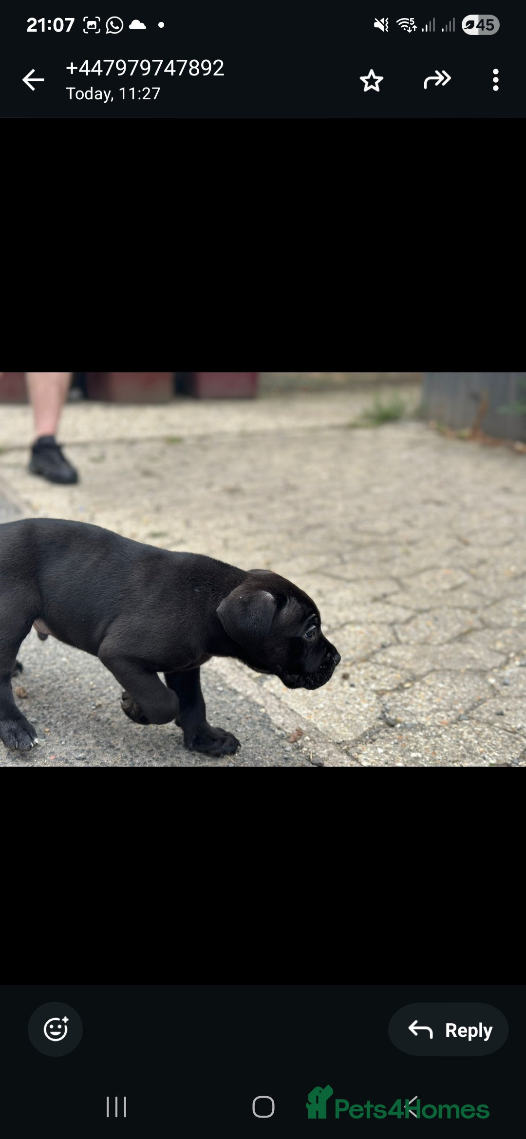 Cane Corso dogs for sale: Last 3 of the 10 cane cane corso puppys left  - Image 16