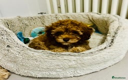 Cavapoochon dogs for sale: 2 Cavapoochons girls for sale. Wilmslow. Cheshire. - Image 7