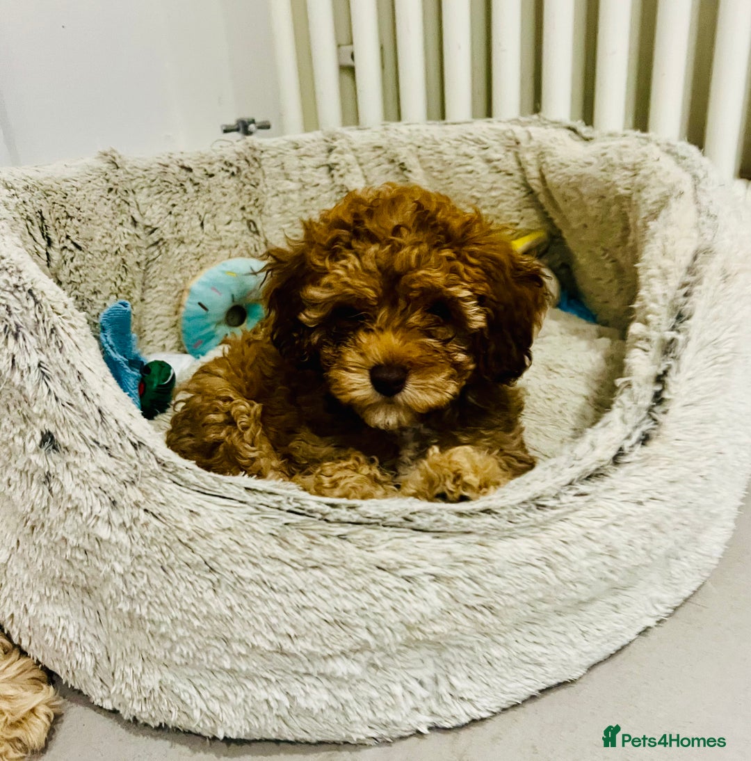 Cavapoochon dogs for sale: 2 Cavapoochons girls for sale. Wilmslow. Cheshire. - Image 7