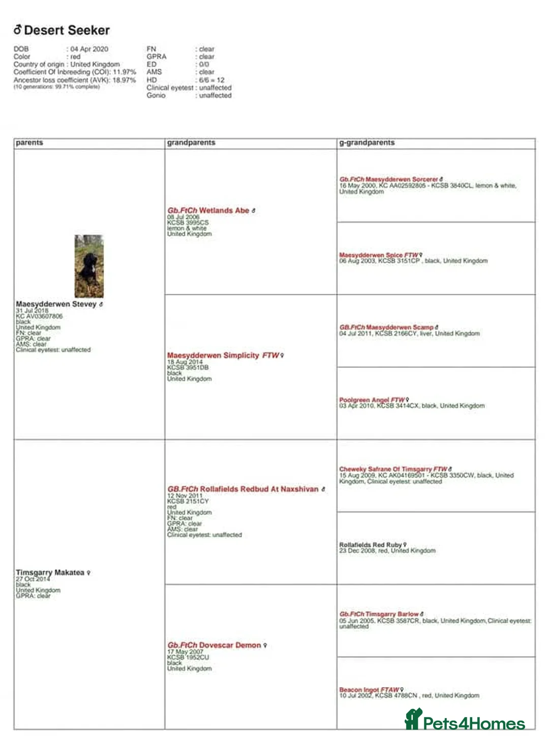 Cocker Spaniel dogs for stud: Kai - Desert Seeker Nithvalley for public Stud - Advert 12