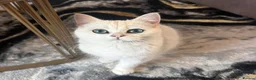 British Shorthair cats for sale: TICA British short hair boy  - Advert 4