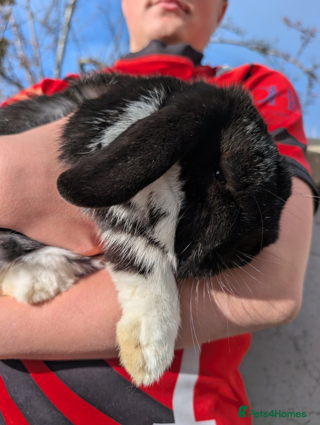 Mini Lop rabbits for sale: Rabbits for sale with everything  - Advert 4