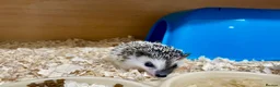 Pygmy Hedgehog rodents for sale: Baby African Pygmy Hedgehogs Male & Female Pinto - Advert 3