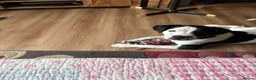 Mixed Breed dogs for sale: Beautiful 6 month old boy for rehoming.  - Advert 4