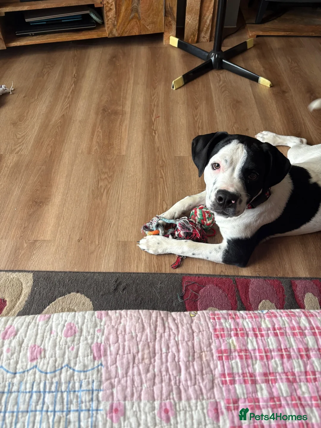 Mixed Breed dogs for sale: Beautiful 6 month old boy for rehoming.  - Advert 4