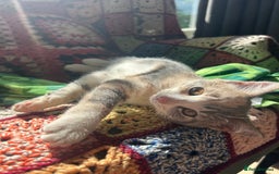 Domestic Shorthair cats for sale: Beautifully bonded brother & sister to go together - Image 15