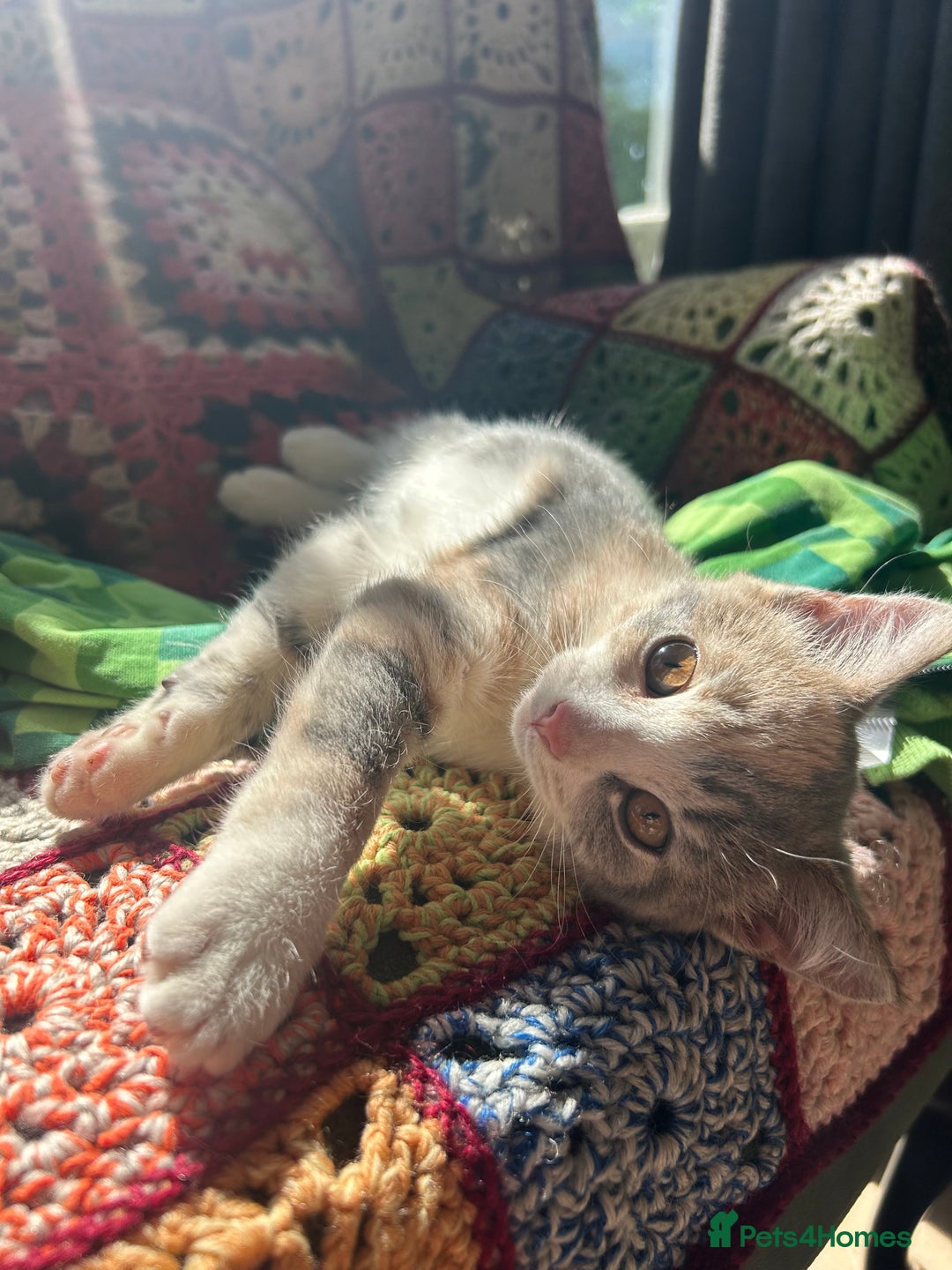 Domestic Shorthair cats for sale: Beautifully bonded brother & sister to go together - Image 15