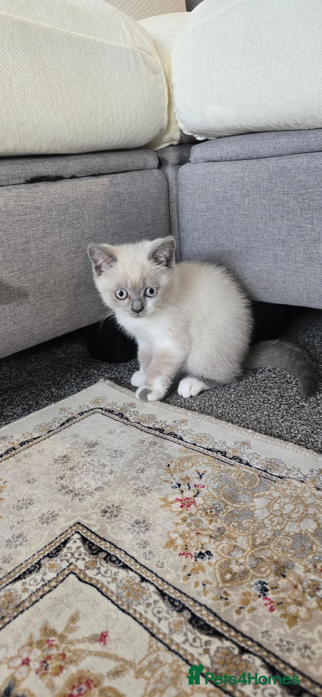 British Shorthair cats for sale: British short haired kittens  - Advert 2