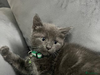 Mixed Breed cats Grey male kitten for sale 8 weeks - Advert 17