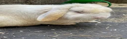 Mini Lop rabbits for sale: Mini lop adult rabbits  - Advert 3