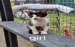 Domestic Shorthair cats for sale: Bundles off fun  - Image 5