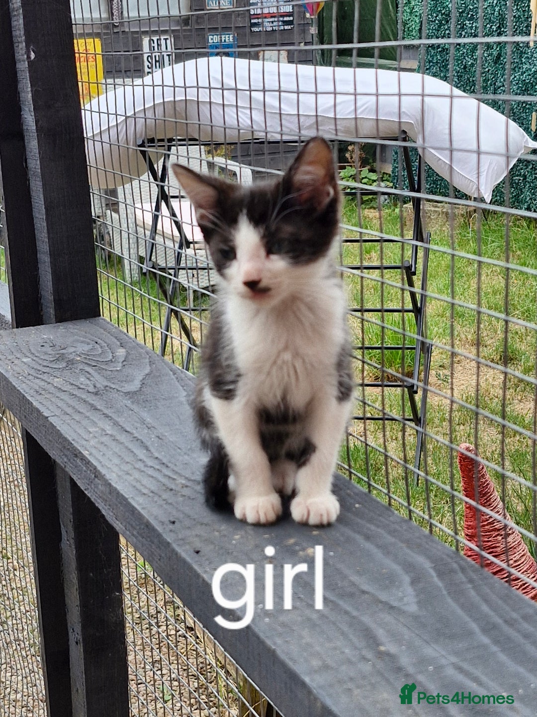 Domestic Shorthair cats for sale: Bundles off fun  - Image 5