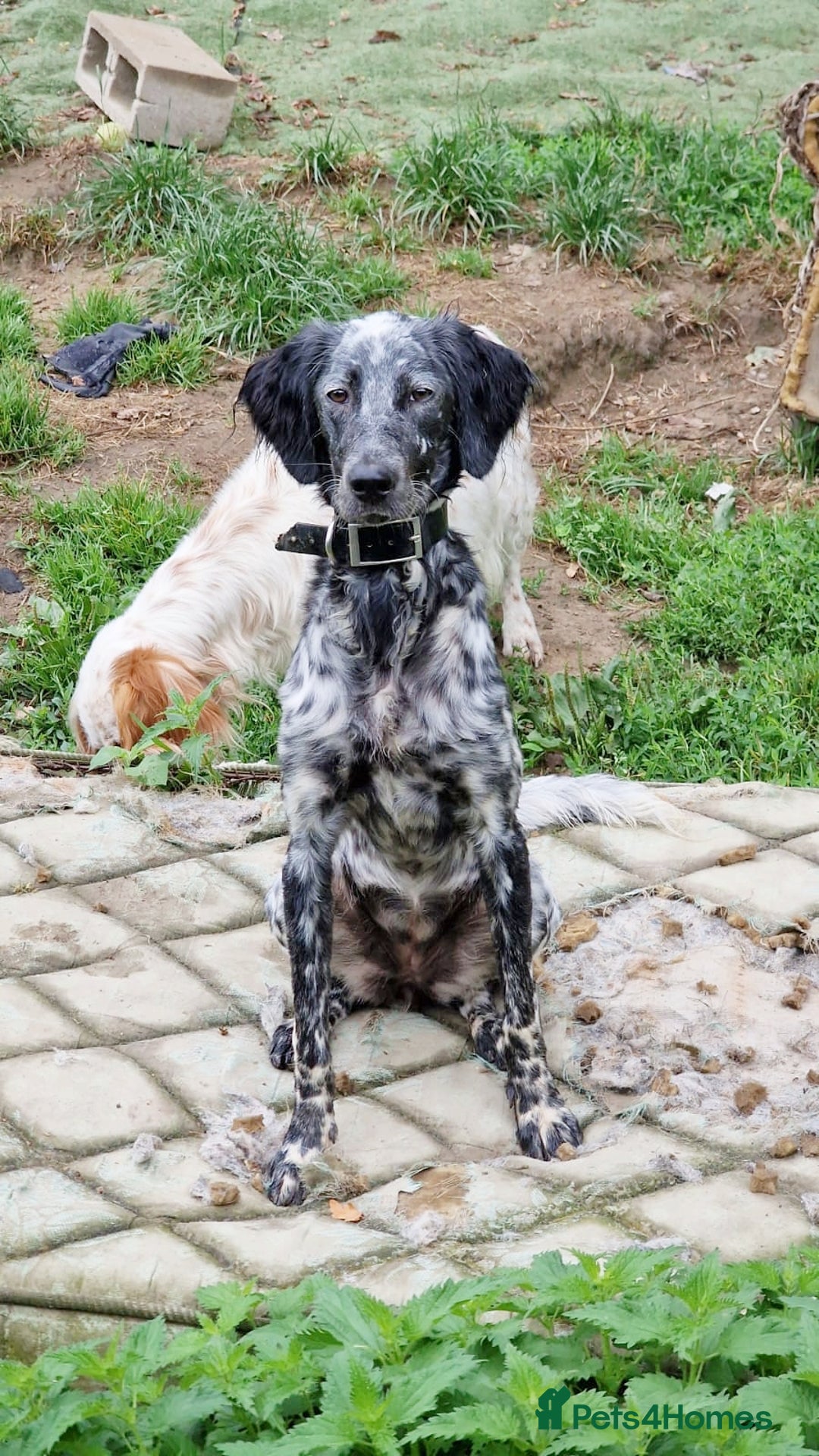 English Setter dogs for adoption: Dharma - Image 5