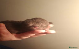 Persian cats for sale: CHOCOLATE PERSIAN KITTENS - Image 13