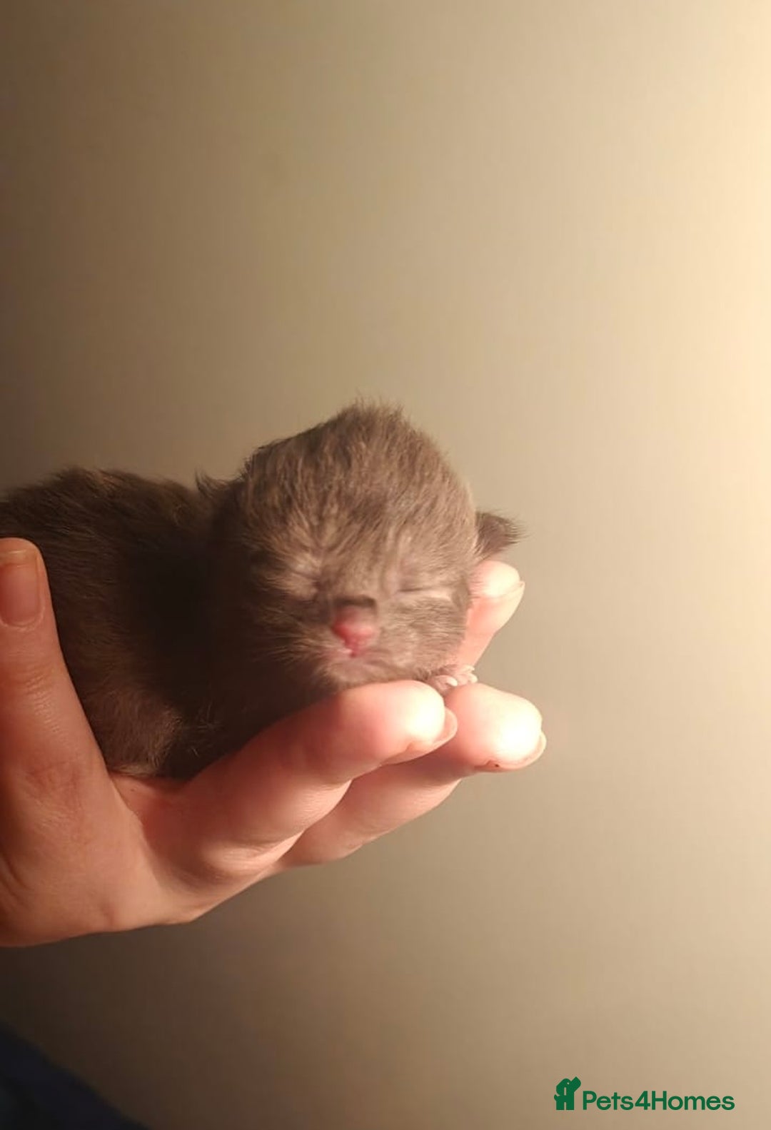Persian cats for sale: CHOCOLATE PERSIAN KITTENS - Image 13