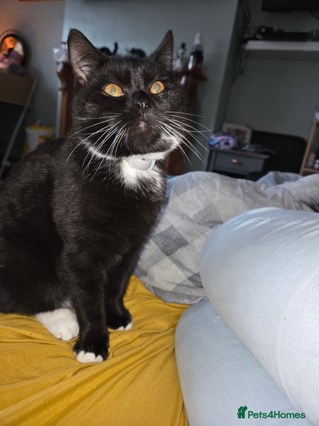 Mixed Breed cats for sale: Beautiful british blue male  - Advert 5