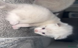 Mixed Breed cats for sale: Beautiful mix breed kittens - Image 24