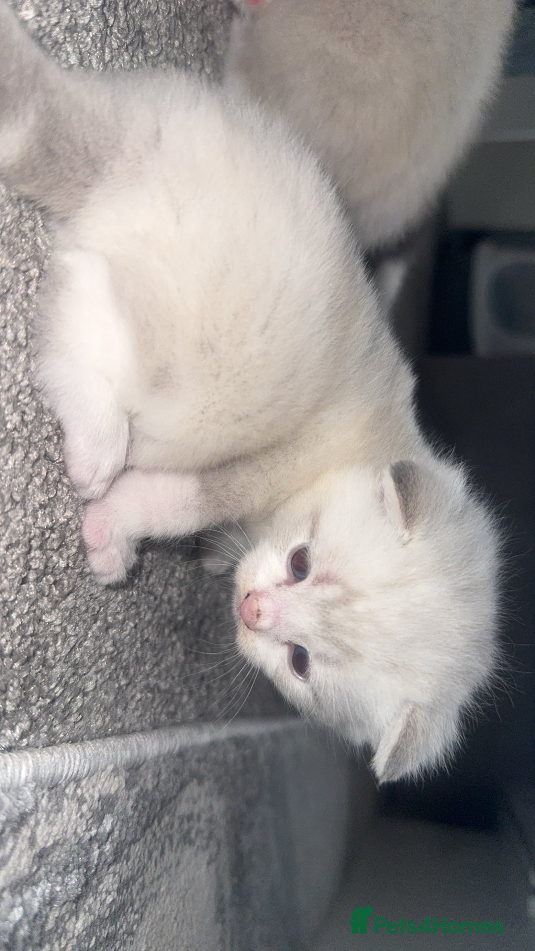 Mixed Breed cats for sale: Beautiful mix breed kittens - Image 24