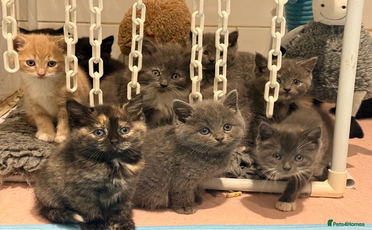 British Shorthair cats Beautiful 1/2 British Shorthair - Advert 2