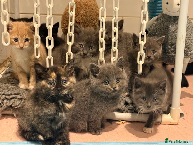 British Shorthair cats Beautiful 1/2 British Shorthair - Advert 2