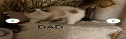 Ragdoll cats for sale: Rehoming little Misty in Colchester - Advert 6