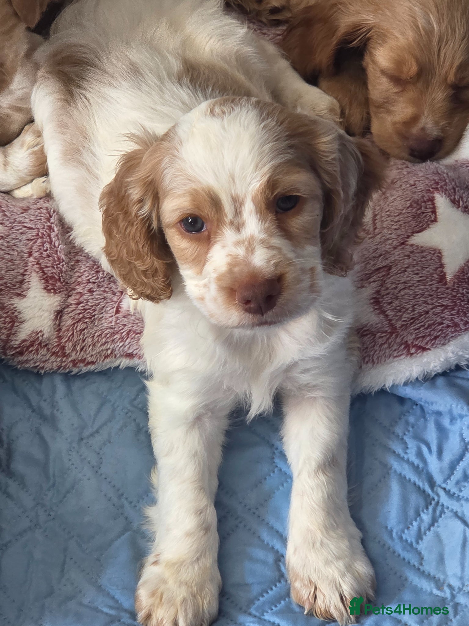 Cocker Spaniel dogs Cocker spaniel puppies - Advert 7