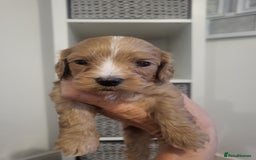 Cavachon dogs for sale: Cavapoochon - Image 5