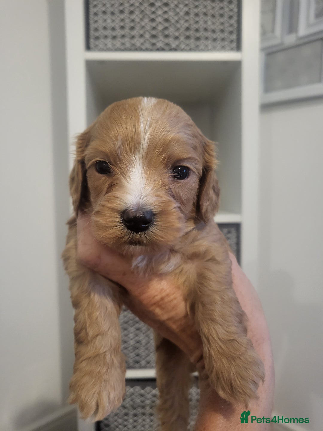 Cavachon dogs for sale: Cavapoochon - Image 5