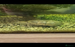 Turtle reptiles for sale: Two musk turtles - Image 1