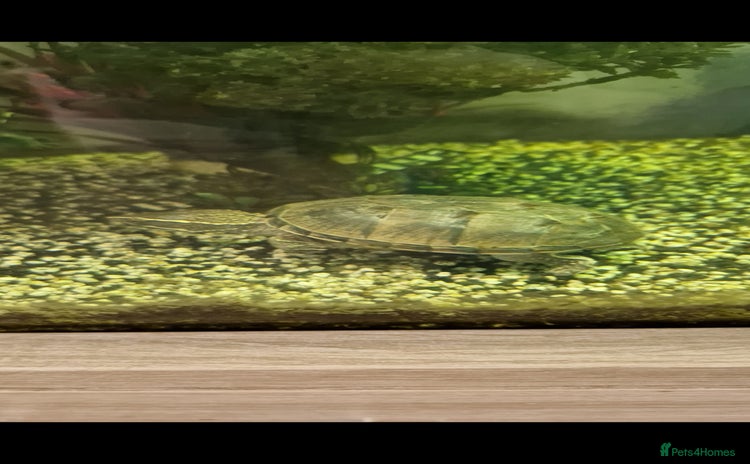 Turtle reptiles - Advert 12