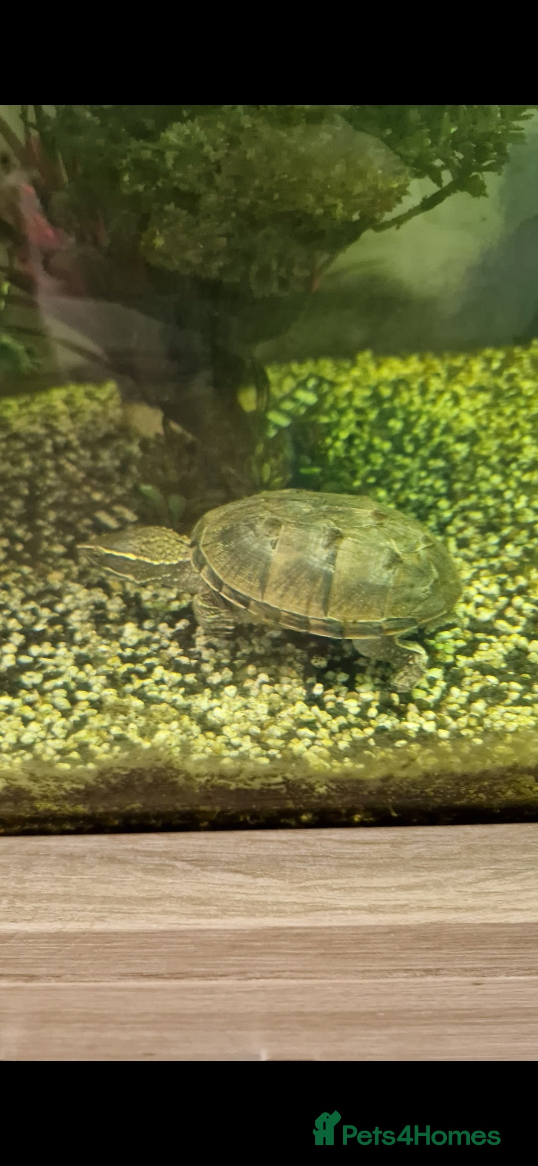 Turtle reptiles for sale: Two musk turtles - Image 1