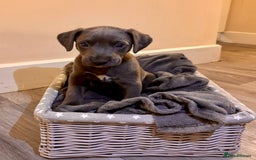 Mixed Breed dogs for sale: Lurcher Puppies  - Image 3