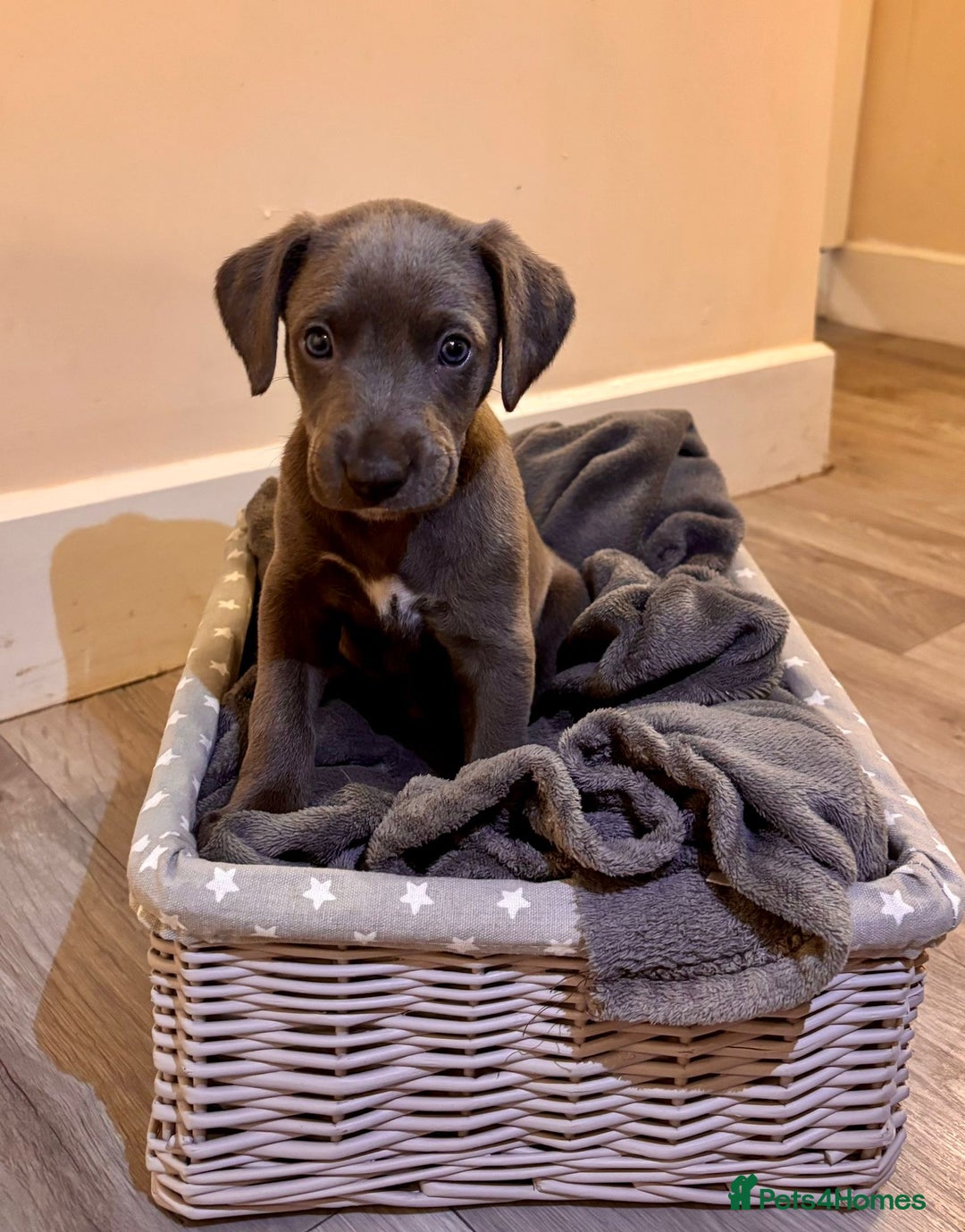 Mixed Breed dogs for sale: Lurcher Puppies  - Image 3