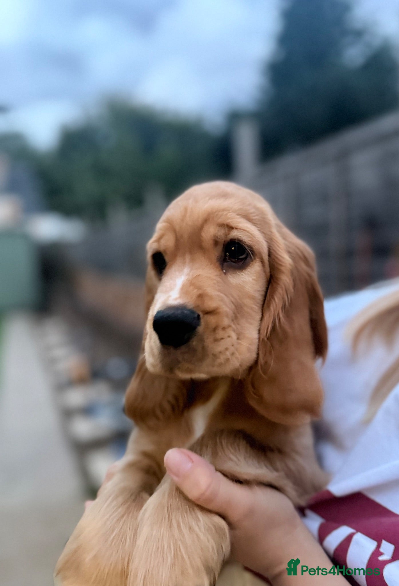 Cocker Spaniel dogs 🌟🌟🌟Beautiful English Gold Show Cocker Spaniel  - Advert 2