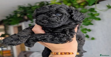 Toy Poodle dogs - Advert 6