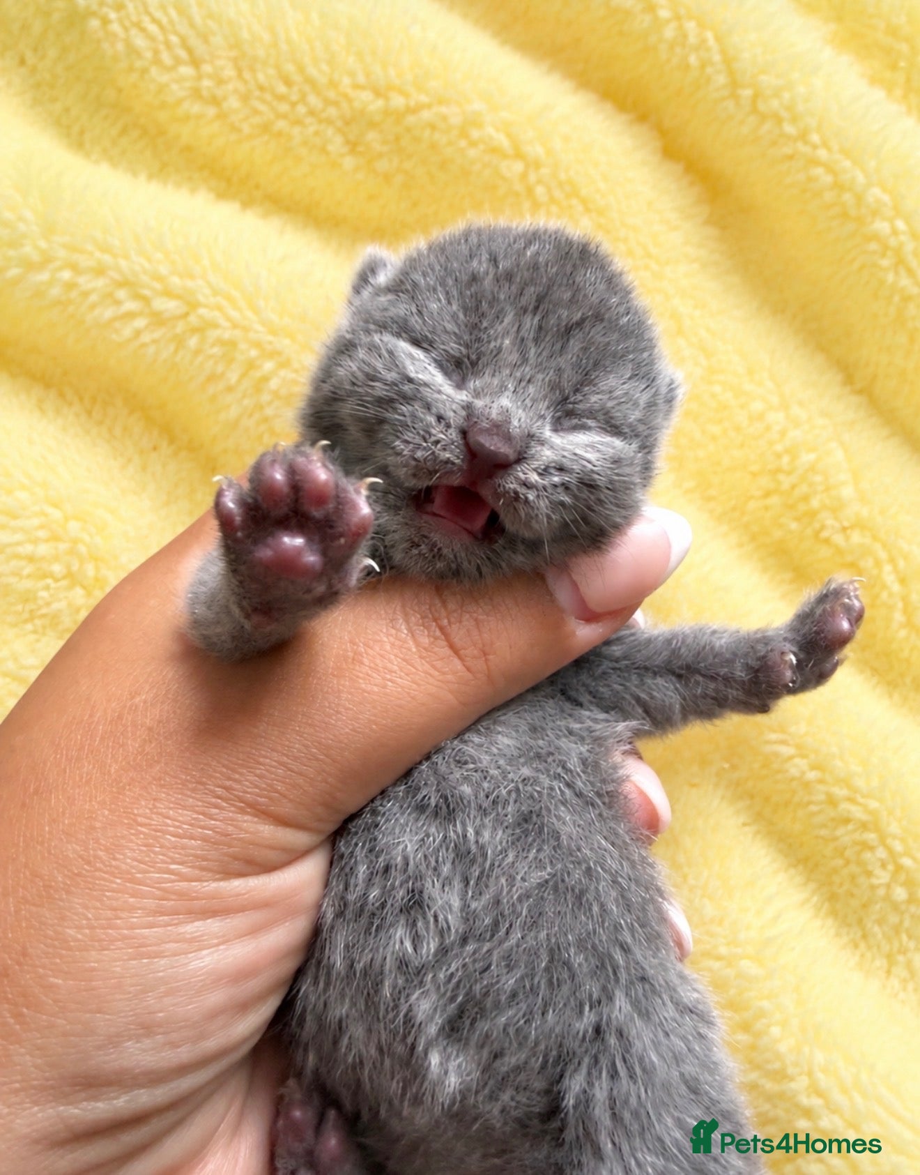 British Shorthair cats Exceptional quality British shorthair kittens  - Advert 1