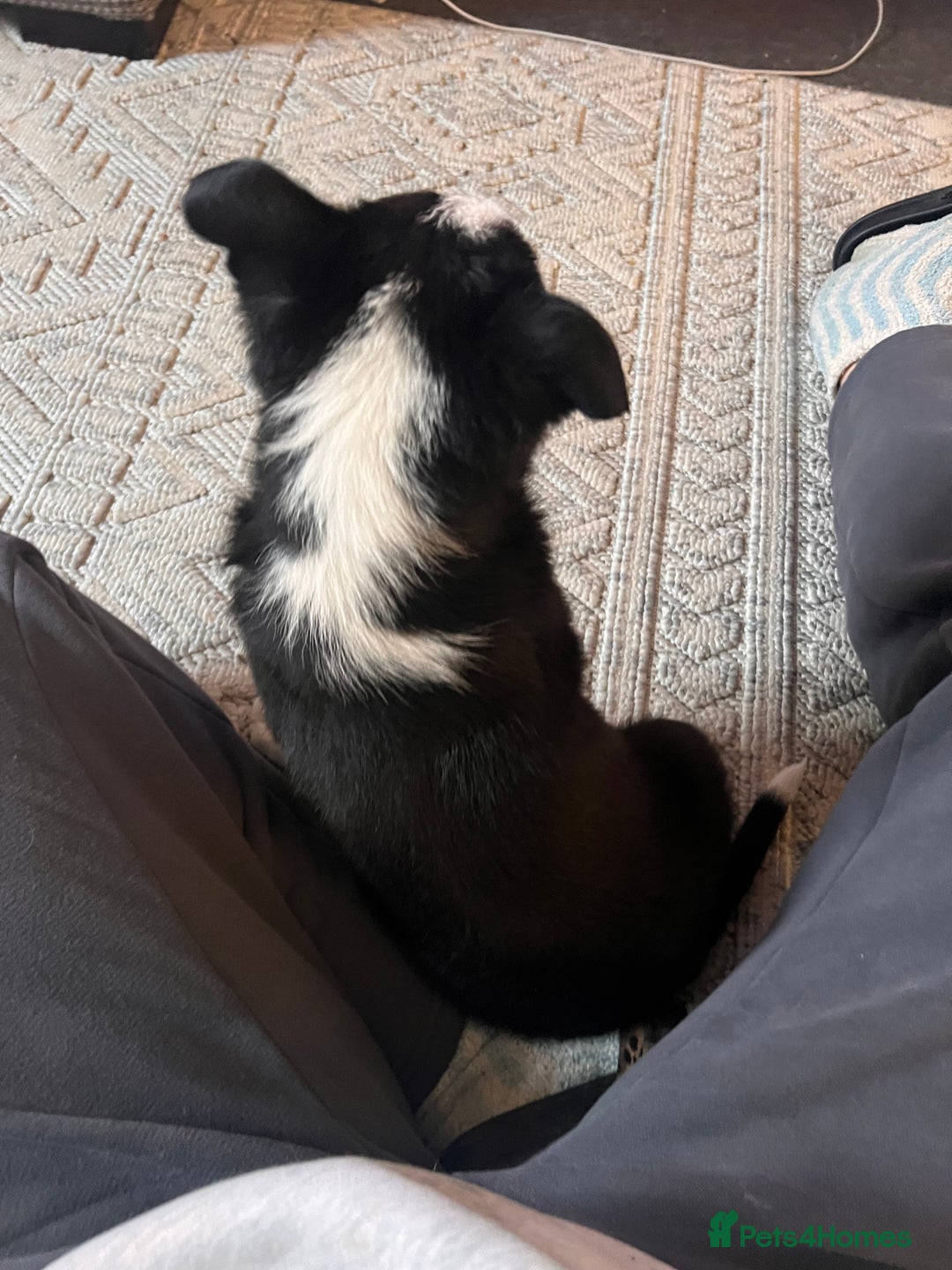 Border Collie dogs for sale: Beautiful MALE Border Collie Puppy - Advert 6