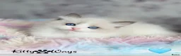 Ragdoll cats for sale: 🐾🩷*TICA REG* EU RAGDOLL KITTENS🌟 DNA CLEAR 🩵🐾 - Advert 10