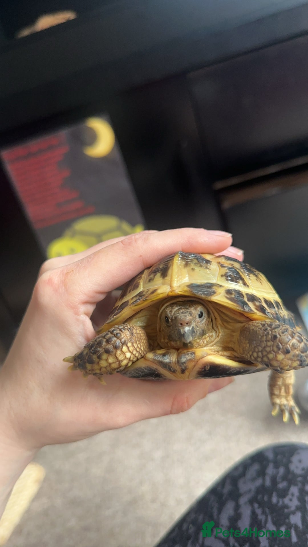 Tortoise reptiles for sale: 3 year old horsfield tortoise brothers for sale  - Advert 10