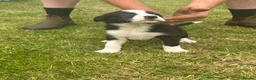 Border Collie dogs for sale: ⭐️BORDER COLLIE PUPS⭐️ READY TO GO - Advert 21