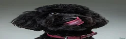 Shihpoo dogs for stud: Meet Ricco!  - Advert 1