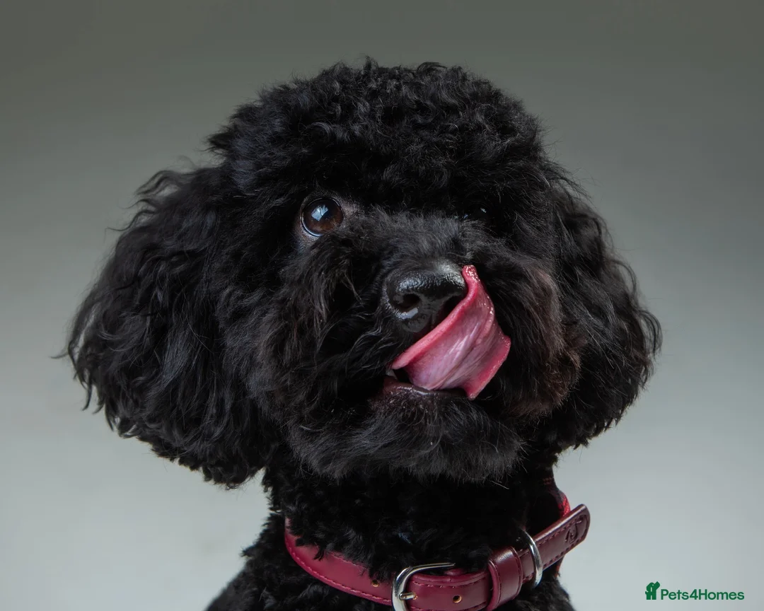 Shihpoo dogs for stud: Meet Ricco!  - Advert 1