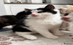 Domestic Shorthair cats for sale: Beautiful and adorable kittens for sale☺️ - Image 21
