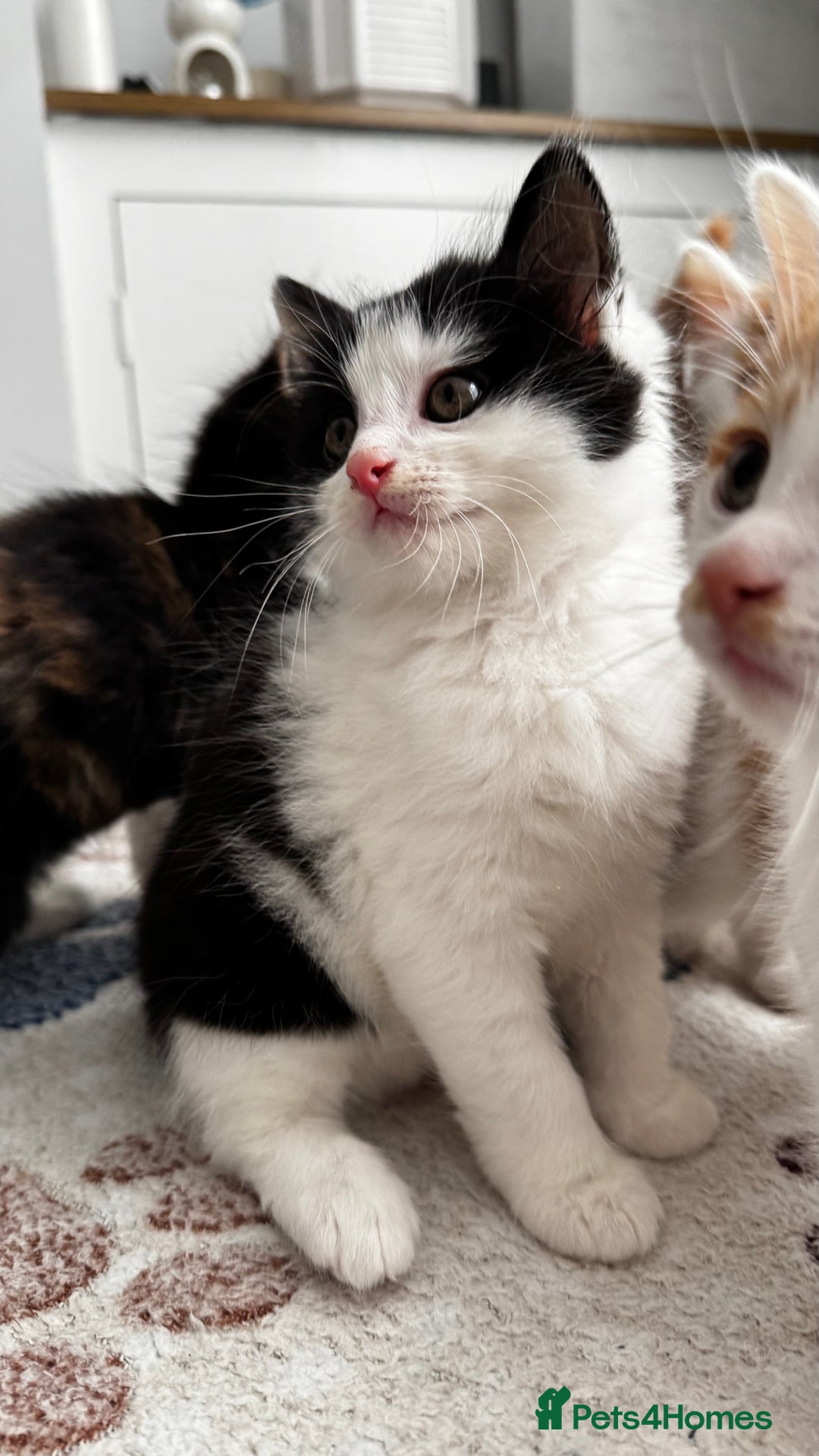 Domestic Shorthair cats for sale: Beautiful and adorable kittens for sale☺️ - Image 21