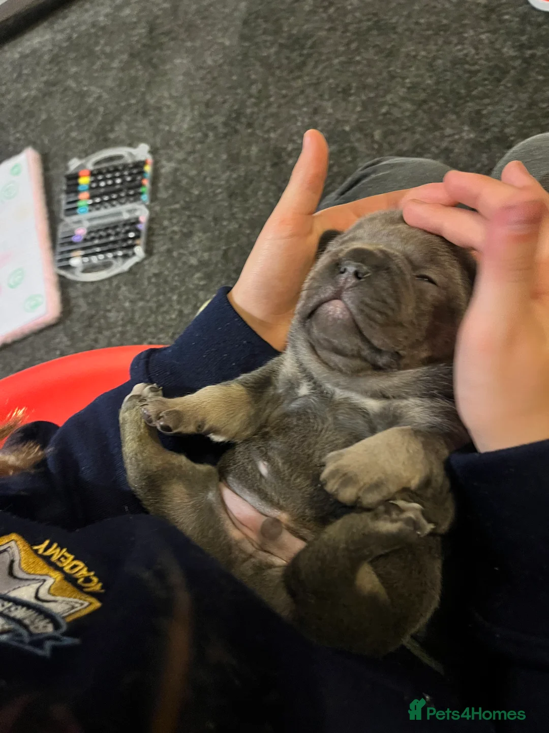 French Bulldog dogs for sale: Health tested kc reg blue/tan lilac tan puppies - Advert 14