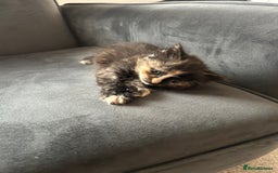 Domestic Shorthair cats for sale: 5 fluffy kittens  - Image 11