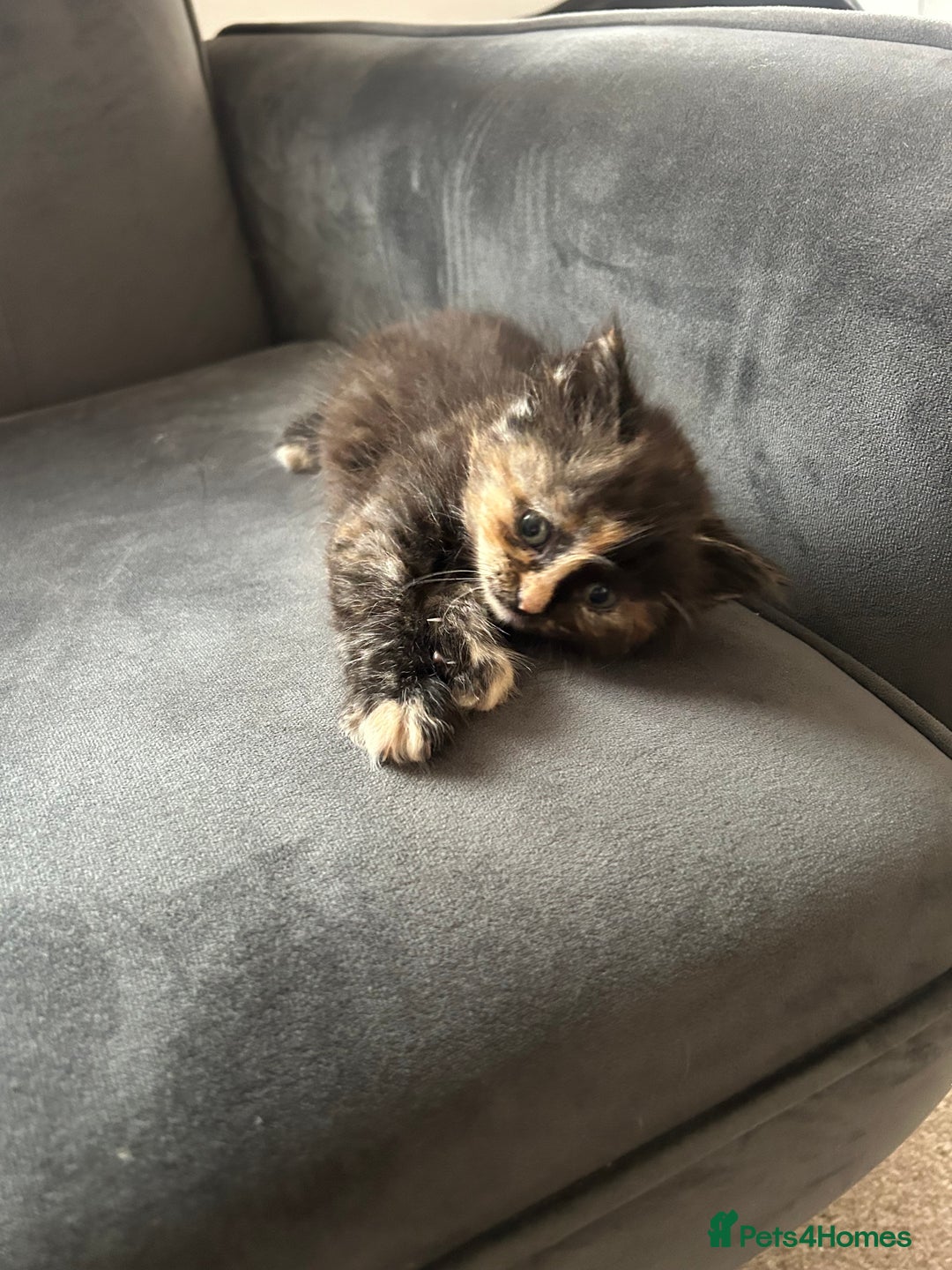 Domestic Shorthair cats for sale: 5 fluffy kittens  - Image 11