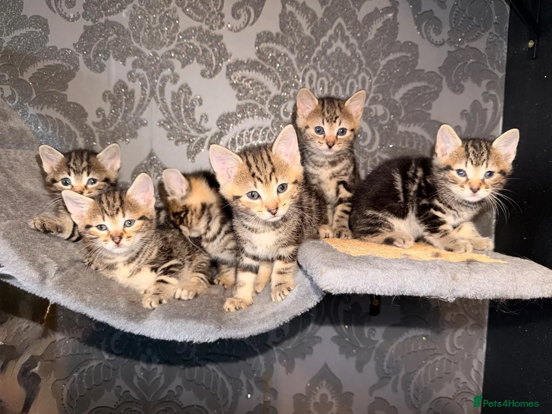 Mixed Breed cats for sale: 6 beautiful tabby kittens - Advert 1