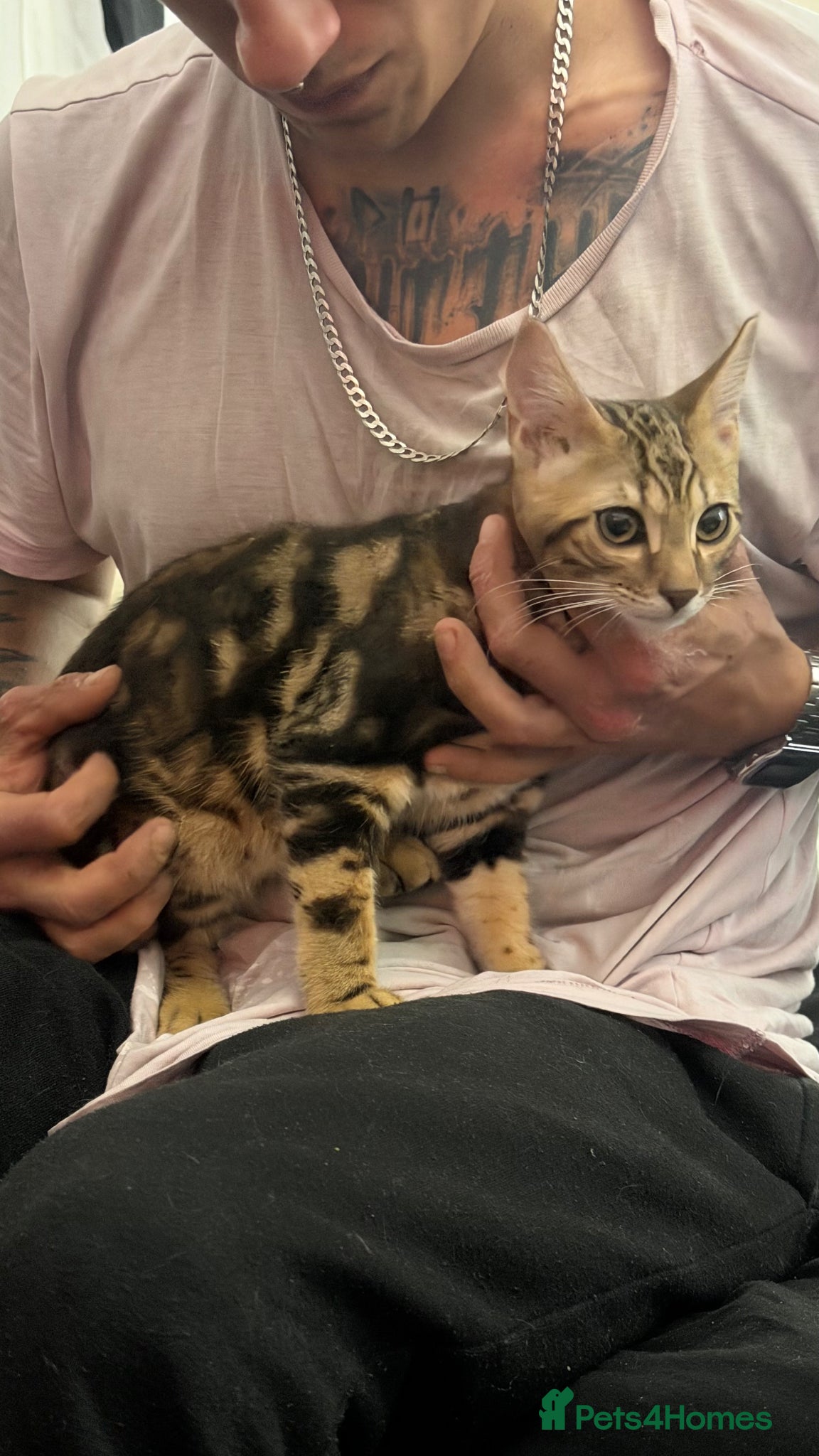 Bengal cats Adorable bengal kittens - marble bengal   - Advert 8