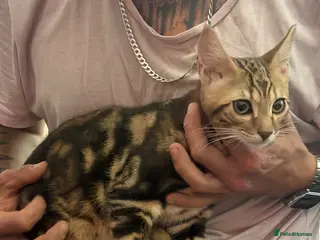 Bengal cats Adorable bengal kittens - marble bengal - Advert 5